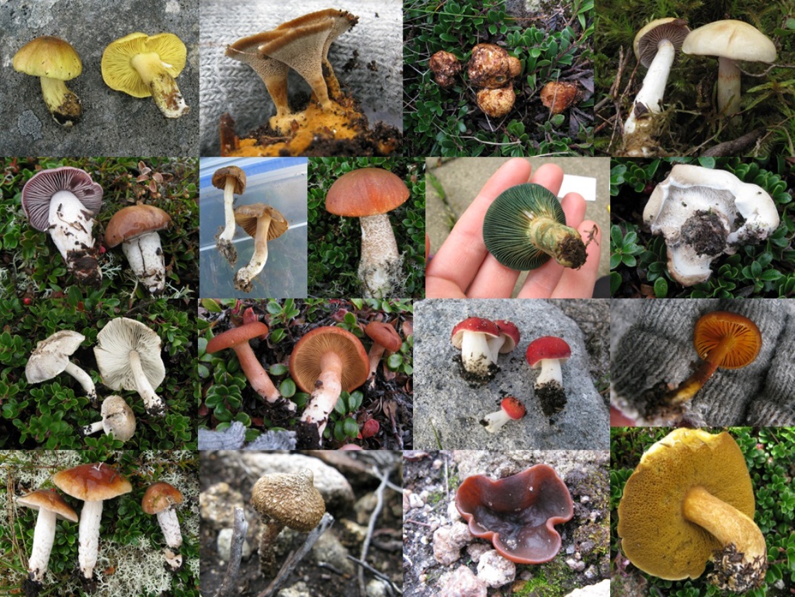 Fungi Diversity Compilation Bigger ?1489752055